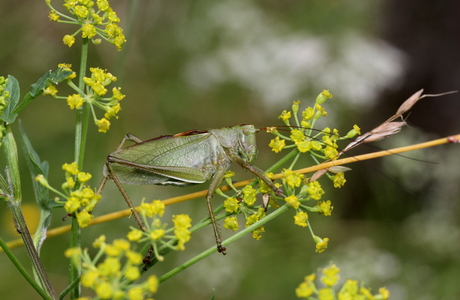 Zwitscher Heupferd (Tettigonia cantans) - © Willi Stani
