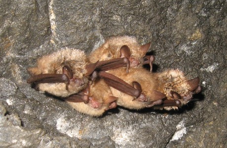 Wimperfledermaus (Myotis emarginatus) - © Oliver Gebhardt Wimperfledermaus (Myotis emarginatus) - © Oliver Gebhardt
