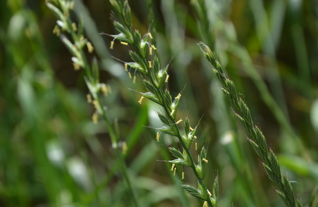 Kriechende Quecke, Acker-Quecke (Elymus repens) - © Bernard Wieser