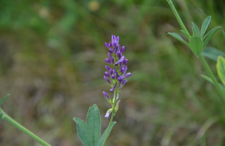 Gewöhnliche Luzerne (Medicago x varia) - © Bernard Wieser