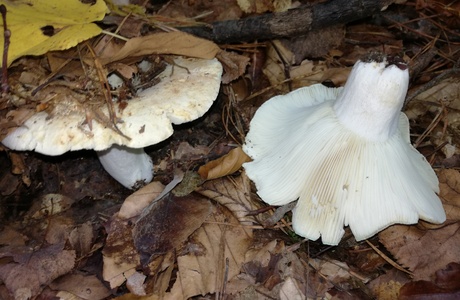 Gemeiner Weißtäubling (Russula delica) - © Bernard Wieser