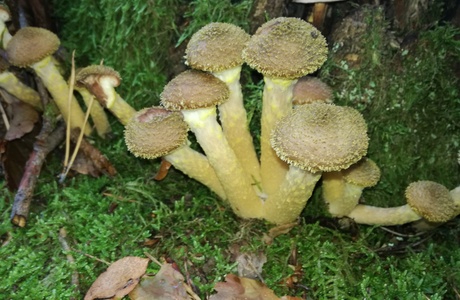 Honiggelber-Hallimasch (Armillaria mellea) - © Bernard Wieser