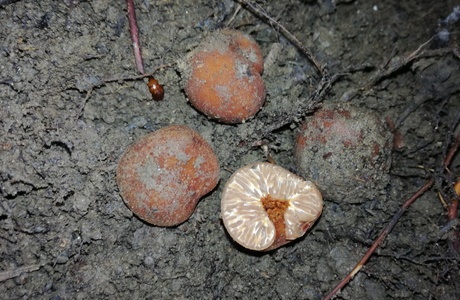 Rotbraune Trüffel (Tuber lyoni) - © Bernard Wieser