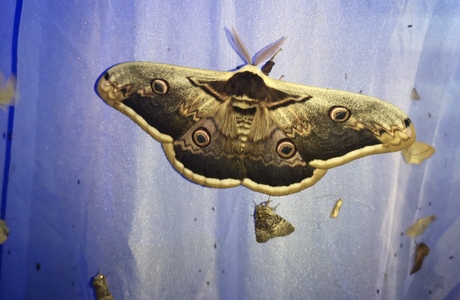 Großes Wiener Nachtpfauenauge (Saturnia pyri) - © Bernard Wieser
