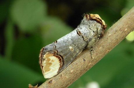 Mondfleck (Phalera bucephala) - © Rupert Fauster