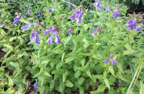 Spiess-Helmkraut (Scutellaria hastifolia) - © Bernard Wieser Spiess-Helmkraut (Scutellaria hastifolia) - © Bernard Wieser