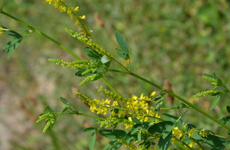 Echter Steinklee (Melilotus officinalis) - © Bernard Wieser