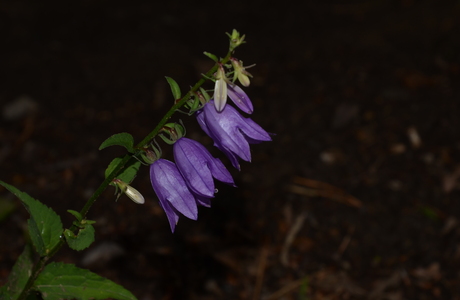 Acker-Glockenblume (Campanula rapunculoides) - © Bernard Wieser