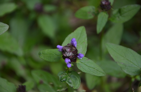 Gewöhnliche Brunelle (Prunella vulgaris) - © Bernard Wieser