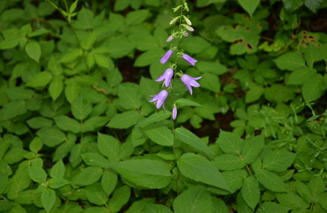 Breitblatt-Glockenblume (Campanula latifolia) - © Bernard Wieser
