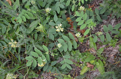 Süßer Tragant, Bärenschote (Astragalus glycyphyllos) - © Bernard Wieser Süßer Tragant, Bärenschote (Astragalus glycyphyllos) - © Bernard Wieser