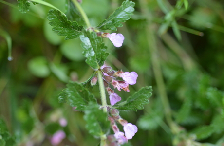 Edel-Gamander (Teucrium chamaedrys) - © Bernard Wieser