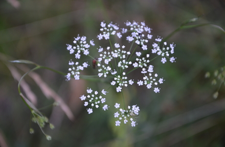 Klein-Bibernelle (Pimpinella saxifraga) - © Bernard Wieser Klein-Bibernelle (Pimpinella saxifraga) - © Bernard Wieser