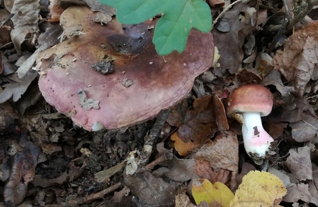 Fleischvioletter Heringstäubling (Russula graveolens) - © Bernard Wieser Fleischvioletter Heringstäubling (Russula graveolens) - © Bernard Wieser