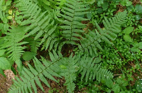 Echt Wurmfarn (Dryopteris filix-mas s.str.) - © Karoline Kreimer-Hartmann