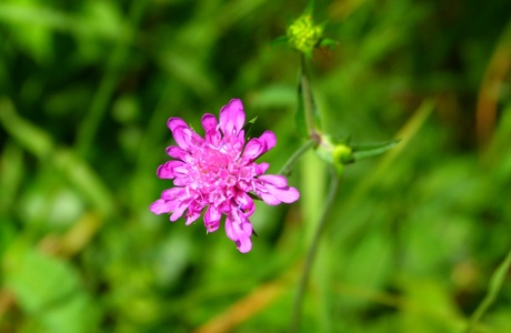 Wald Witwenblume (Knautia dryméia) - © Karoline Kreimer-Hartmann Wald Witwenblume (Knautia dryméia) - © Karoline Kreimer-Hartmann