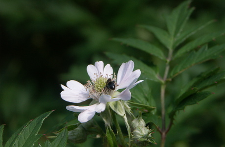 Schlitzblättrige Brombeere (Rubus laciniatus) - © Bernard Wieser