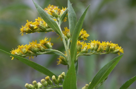 Kanadische Goldrute (Solidago canadensis) - © Bernard Wieser