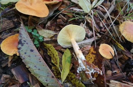 Gefleckter Flämmling (Gymnopilus penetrans) - © Bernard Wieser Gefleckter Flämmling (Gymnopilus penetrans) - © Bernard Wieser