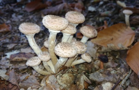 Dunkler Hallimasch (Armillaria ostoyae) - © Bernard Wieser