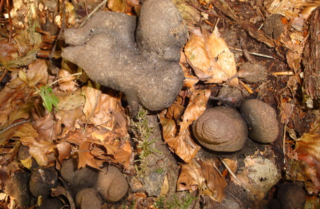 Vielgestaltige Holzkeule (Xylaria polymorpha) - © Bernard Wieser