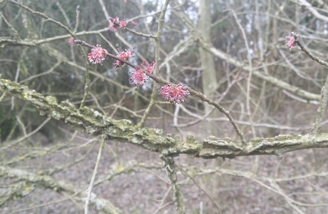 Feldulme (Ulmus minor) - © Bernard Wieser