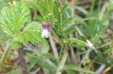 Platterbsen-Wicke (Vicia lathyroides) - © Bernard Wieser Platterbsen-Wicke (Vicia lathyroides) - © Bernard Wieser