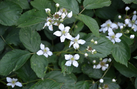 Eigentliche Brommbeere (Rubus fruticosus agg.) - © Bernard Wieser Eigentliche Brommbeere (Rubus fruticosus agg.) - © Bernard Wieser