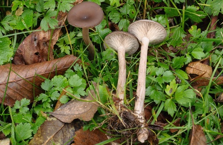 Kaffeebrauner Gabeltrichterling (Pseudoclitocybe cyathiformis) - © Michaela und Gernot Friebes