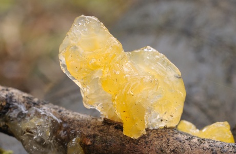 Goldgelber Zitterling (Tremella mesenterica) - © Michaela und Gernot Friebes Goldgelber Zitterling (Tremella mesenterica) - © Michaela und Gernot Friebes