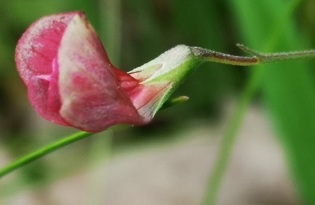 Gras-Platterbse (Lathyrus nissolia) - © Bernard Wieser Gras-Platterbse (Lathyrus nissolia) - © Bernard Wieser