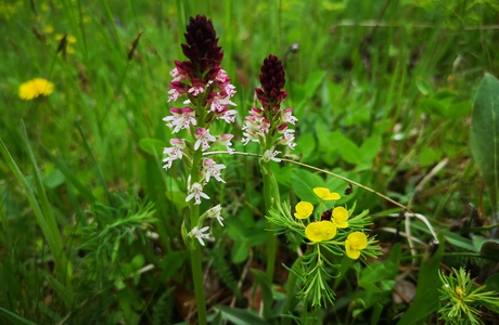 Brand-Knabenkraut (Neotinea ustulata) - © Bernard Wieser