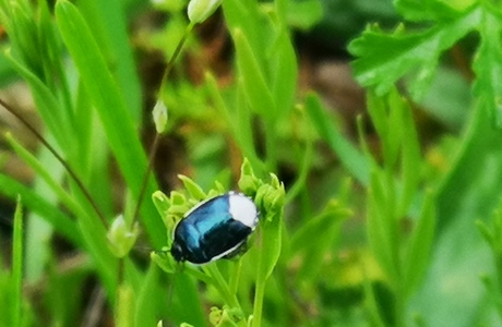 Erdwanze (Canthophorus dubius) - © Bernard Wieser