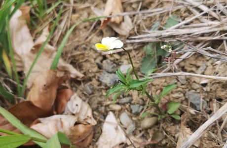 Acker-Veilchen (Viola arvensis) - © Bernard Wieser Acker-Veilchen (Viola arvensis) - © Bernard Wieser