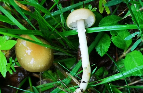 Halbkugeliger Träuschling (Stropharia semiglobata) - © Bernard Wieser