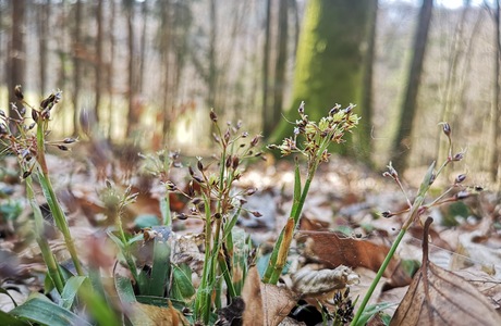 Behaarte Hainsimse (Luzula pilosa) - © Bernard Wieser