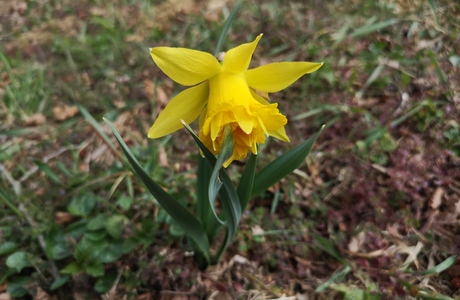 Gelbe Narzisse, Osterglocke (Narcissus pseudonarcissus) - © Bernard Wieser