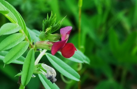 Saat-Wicke (Vicia sativa) - © Bernard Wieser