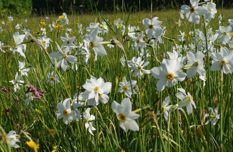 Stern-Narzisse (Narcissus radiiflorus) - © Bernard Wieser