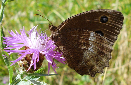 Blaukernauge (Minois dryas) - © Anton Koschuh Blaukernauge (Minois dryas) - © Anton Koschuh