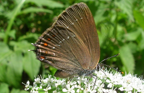 Brauner Eichen-Zipfelfalter (Satyrium ilicis) - © Anton Koschuh