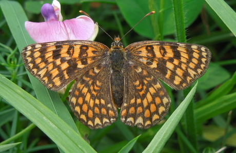 Flockenblumen-Scheckenfalter (Melitaea phoebe) - © Anton Koschuh Flockenblumen-Scheckenfalter (Melitaea phoebe) - © Anton Koschuh