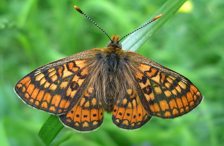 Goldener Scheckenfalter (Euphydryas aurinia) - © Anton Koschuh