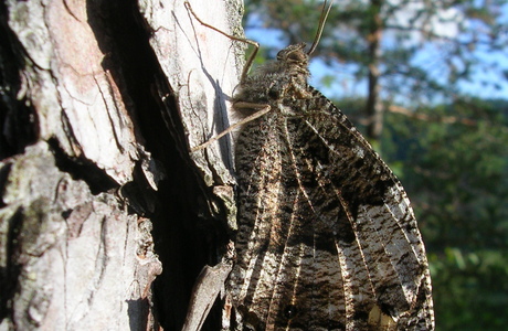 Großer Waldportier (Hipparchia fagi)