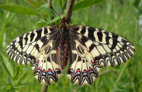 Osterluzeifalter (Zerynthia polyxena) - © Anton Koschuh