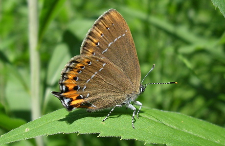 Pflaumen-Zipfelfalter (Satyrium pruni) - © Anton Koschuh