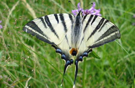 Segelfalter (Iphiclides podalirius) - © Anton Koschuh Segelfalter (Iphiclides podalirius) - © Anton Koschuh