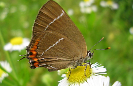 Ulmen-Zipfelfalter (Satyrium w-album) - © Anton Koschuh Ulmen-Zipfelfalter (Satyrium w-album) - © Anton Koschuh