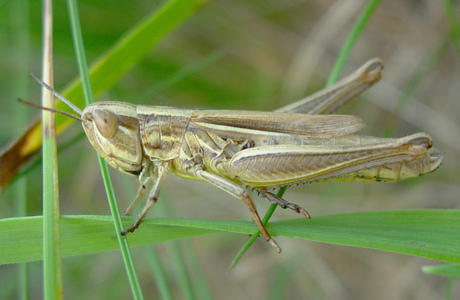 Dickkopf-Grashüpfer (Euchorthippus declivus) - © Anton Koschuh