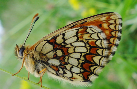 Wachtelweizen-Scheckenfalter (Melitaea athalia) - © Anton Koschuh Wachtelweizen-Scheckenfalter (Melitaea athalia) - © Anton Koschuh